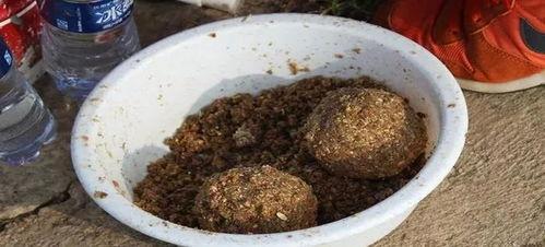 网红窝料黑泥球打窝测试,效果惊人，钓鱼新选择！