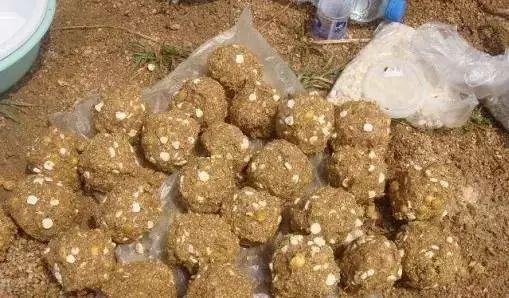 网红窝料黑泥球打窝测试,效果惊人，钓鱼新选择！