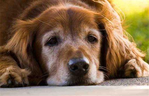 网红狗子与我六分钟黑料