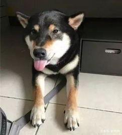 网红狗子与我六分钟黑料