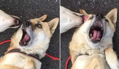 网红狗子于我的黑料