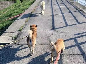 网红狗子于我的黑料