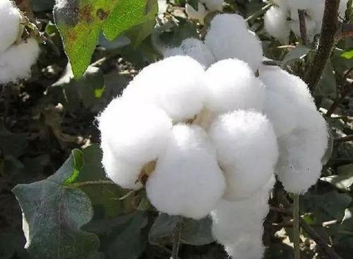 黑料棉花出售价格查询官网,价格查询与市场分析