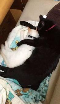 黑猫黑料网